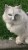 Chat plus tête d'humain